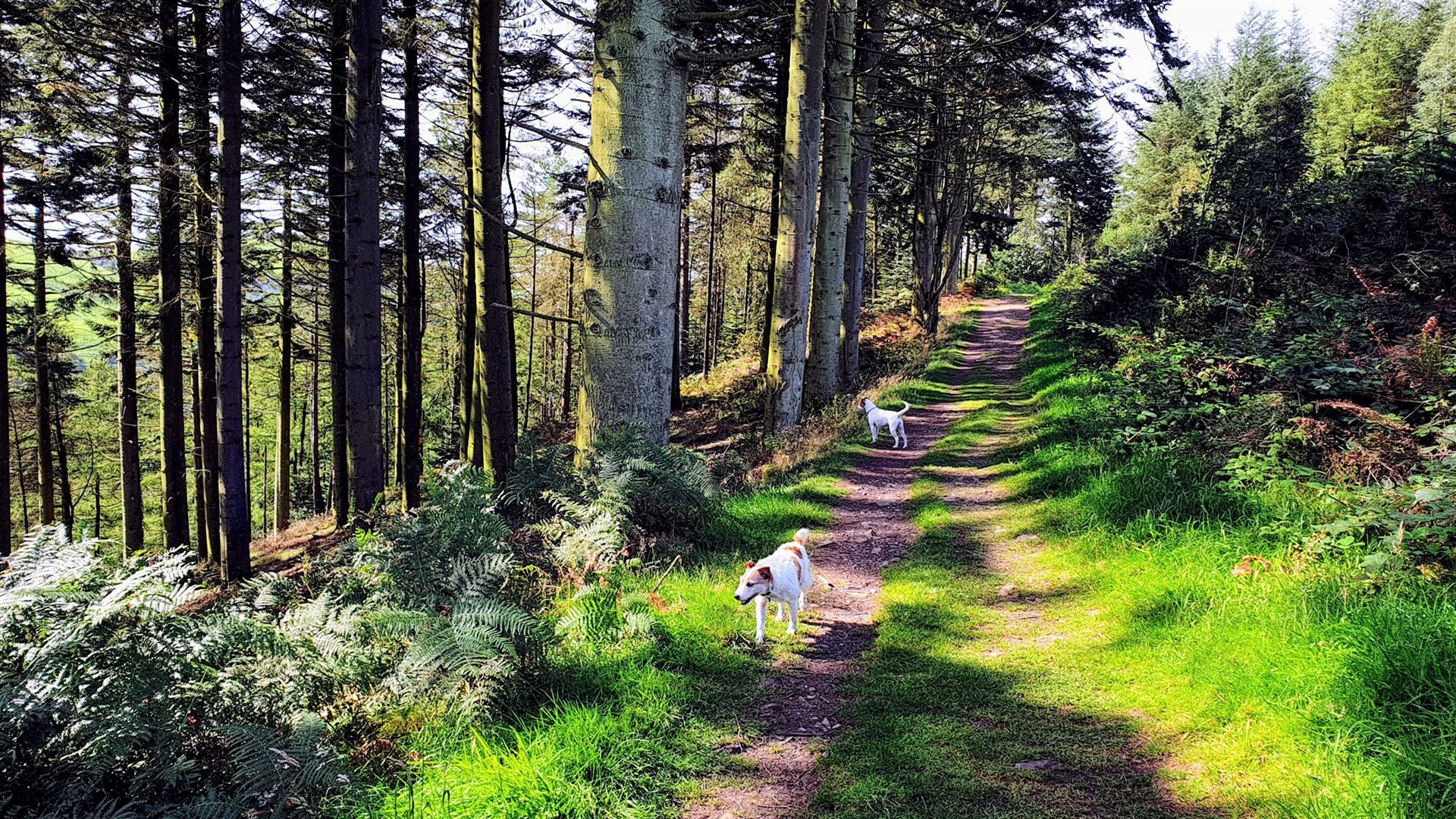 Sunlit forest path through Coed Moel Famau with dogs on the track