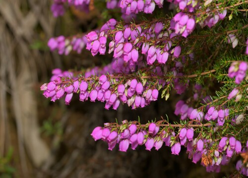 Bell Heather flowers