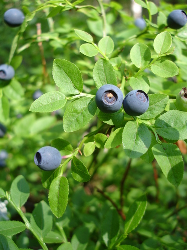 Bilberry berries on plant