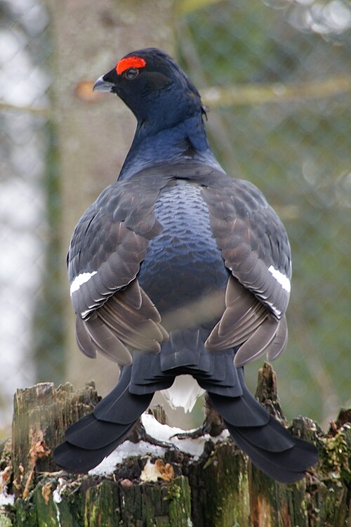 Black Grouse male displaying at a lek