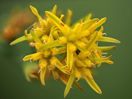 Bog Asphodel golden flowers on wet moorland