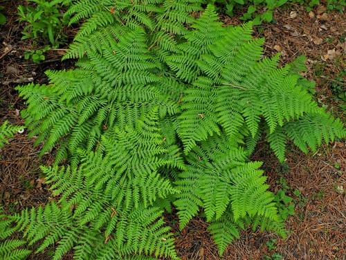 Bracken fern on hillside