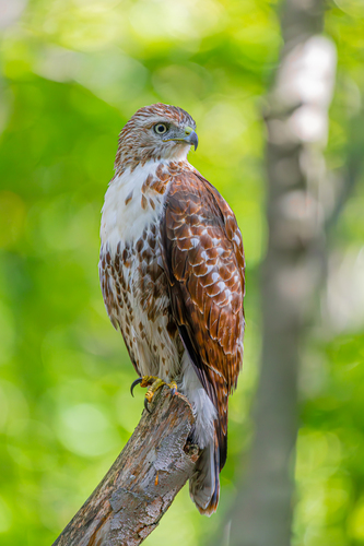 Common Buzzard