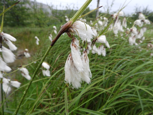 Cotton Grass seedheads in boggy ground