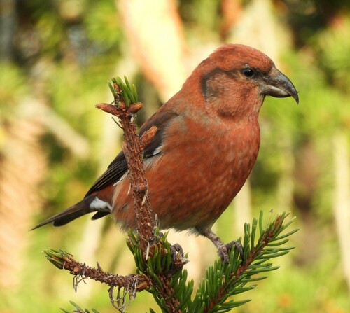 Common Crossbill