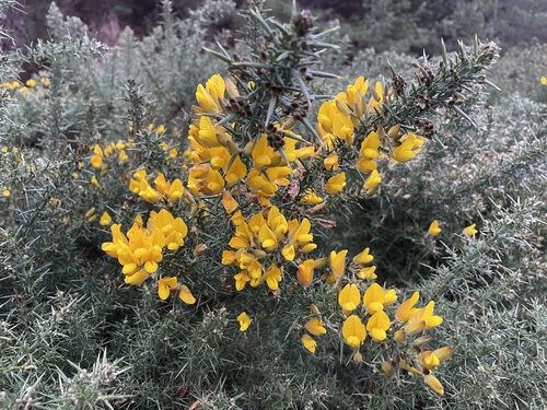 Gorse in yellow flower
