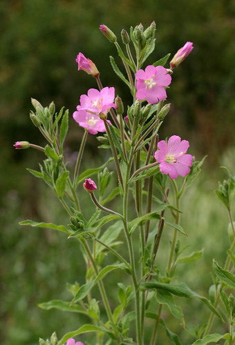 Great Willowherb pink flowers by water