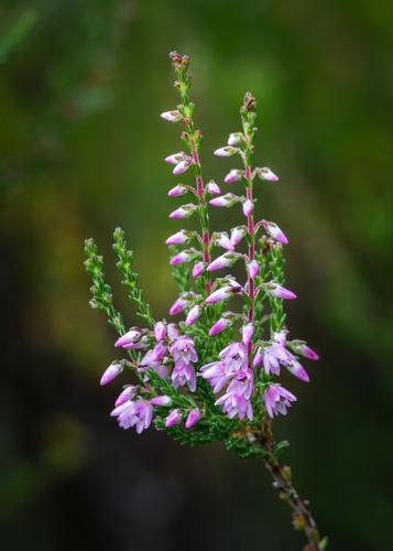 Heather in bloom on moorland