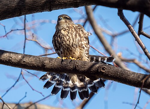 Merlin falcon