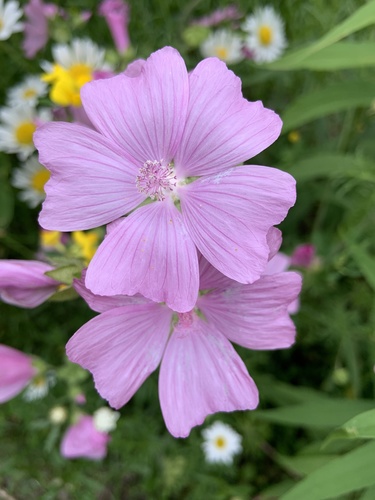 Musk Mallow pink flowers