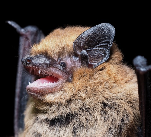 Common Pipistrelle Bat