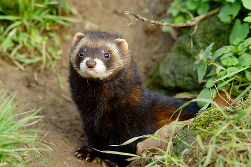 European Polecat