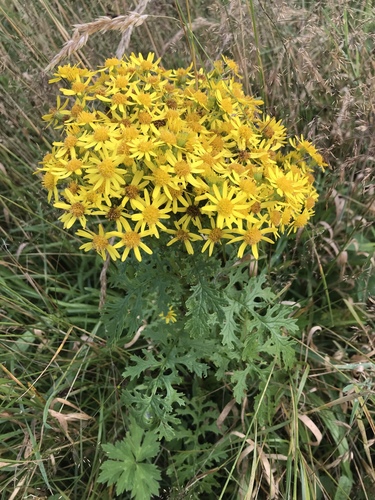 Ragwort yellow flowers in bloom