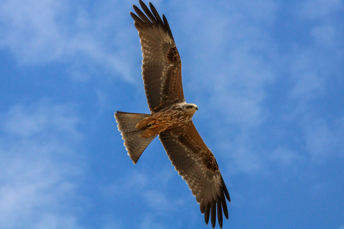 Red Kite in flight