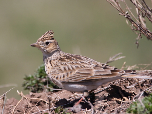 Skylark