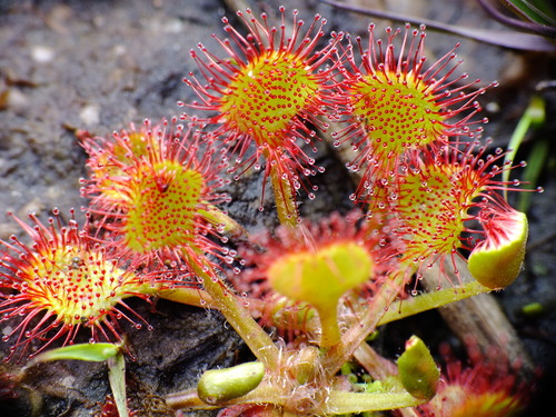 Sundew carnivorous plant with sticky glands