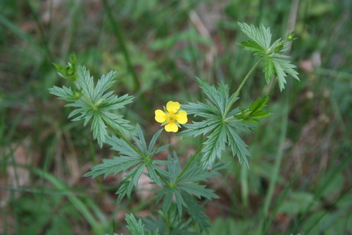 Tormentil yellow flowers on moorland